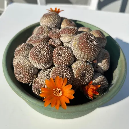 Chania Locals Flat *