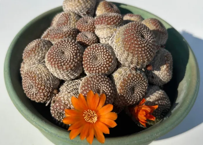 Chania Locals Flat *